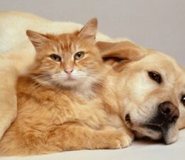 Belediyelerin Yeni Yasayla Birlikte Hayvan Barınaklarını Kapattığı Bir Dönemde O Yeni Barınaklar Kazandırdı!