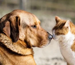 Patili Dostlarımız İçin Bir Araya Gelerek Sevimli Güvenilir Kulübeler İnşa Ettik