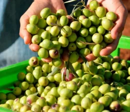 TÜRKİYE’DE EN ÇOK ZEYTİN ÜRETEN ŞEHİRLER BELLİ OLDU!… MANİSA, BURSA, AYDIN ÜRETİMDE ZİRVEDE!…