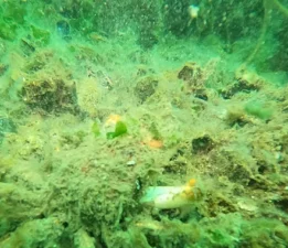 MÜSİLAJ GERİ GELİYOR! KABUSA GEÇİT VERME!