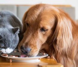 Önümüz Ramazan Sokak Canları Aç Kalmasın!