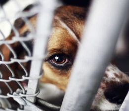 Bizimkisi Bir Linç Hikâyesi