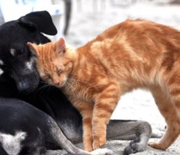 Baysal: Hayvanların ölümü yasal hale getirildi