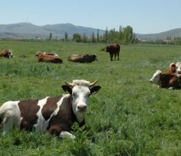 İstemiyoruz! Merayı Betona Gömdürtmeyeceğiz!