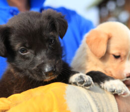 Sanatla yaşam kurtarılabilir.