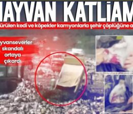 TÜRKİYE İŞÇİ PARTİSİ BURSA: OSMANGAZİ’DEKİ HAYVAN KATLİAMINA KARŞI YAŞAMIN YANINDAYIZ!