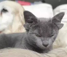 Diyarbakır Kayapınar’da Sokak Hayvanlarına Umut Projesi: “Unutmadık, Unutmayacağız”