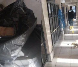 Osmangazi Barınağı’nda Hayvan Katliamı İddiaları: Aktivist İbrahim Kaya’dan Sert Tepki