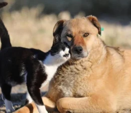 Sokak Hayvanları İçin Yarım Milyon İmza: AYM’den Tarihi Karar Bekleniyor