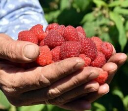 Osmangazi Belediyesi’nden Tarıma Büyük Destek: Gazi Tarım’la Ahududu Üretimi Artıyor