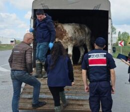 Geçim kaynağınız olan hayvanlarınızı emek hırsızlarına kaptırmayın!