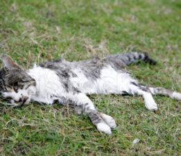 ÇÜRÜYEN VİCDANIN FOTOĞRAFI: BEŞ GÜNDÜR ALINMAYAN ÖLÜ KEDİ!