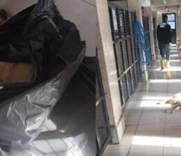 TİP BURSA İL ÖRGÜTÜ VE HAYVAN HAKLARI SAVUNUCULARINDAN SERT AÇIKLAMA: “OSMANGAZİ BARINAĞI’NDAKİ İHMALLER SİSTEMATİK VE BİLİNÇLİ!”