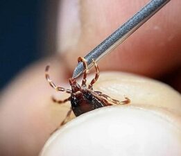 “Temizlik Gecikirse, Sağlık Kirlenir”   Yıldırım İçin El Ele Platformu’ndan Yaz Ayları İçin Alarm: Haşere Tehlikesi Büyüyor!