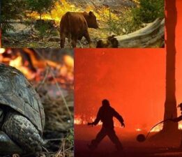 Doğa Yanıyor, Sokaklar Sessiz, Çocukların Geleceği Tehlikede!