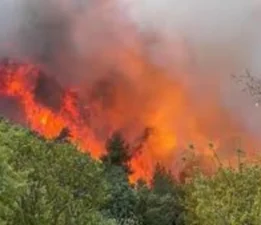 Bursa Nilüfer’de Orman Yangını: İhmalkârlık mı, Felaketin Habercisi mi?