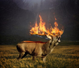 “Hayvanlar kül olurken, insanlar can verirken susmak ihanettir!”