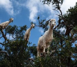 Fikret Aslan’dan Keçi Gerçeği: “Çözüm Dağda Geziyor, Adı Keçi!”