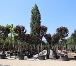 TÜRKİYE’NİN YAPRAKLI SÜS BİTKİSİ İHTİYACININ %60’INI KARŞILAYAN KESTEL, FUARDA ORTAK BAŞARI HİKÂYESİNİ SERGİLEMEYE HAZIRLANIYOR.