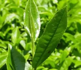 Bekin’den ÇAYKUR’a Sert Sorular: “Üretici Özel Sektörün İnsafına Terk Edildi”