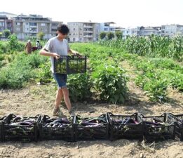 Osmangazi’de Topraktan Sofraya Lezzet Yolculuğu: Kent Lokantası’nda Yerel Tohumdan Doğan Tatlar