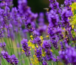 Karadeniz Kültür ve Sanat Festivali’nde Ardanuç Lavantası Rüzgârı