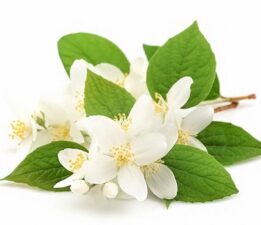 Limon Çiçeklerinde lansman tamam, çekimler 20 Eylül de