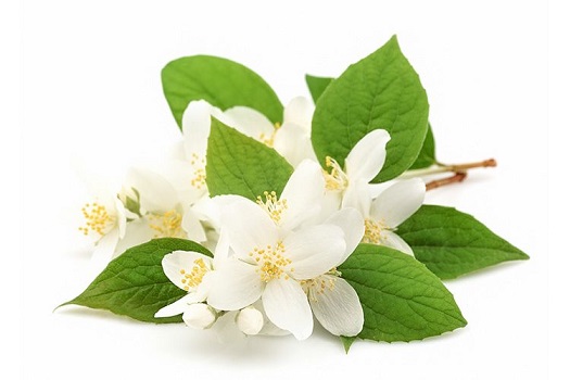 Limon Çiçeklerinde lansman tamam, çekimler 20 Eylül de