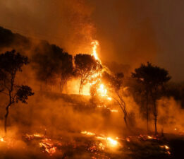 Orman Yangınlarına Müdahale Eden Muşlulara Yürekten Teşekkür!