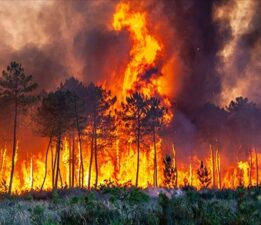 Yanan Sadece Ağaçlar Değildi… Yürekler de Yandı!