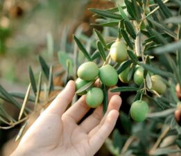 “İyi Zeytin Gemlik’te Olur” Projesi Kapsamında Koruyucu Ekipman Dağıtımı Gerçekleştirildi.