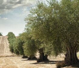 Başkan Sinan Kaya’dan Sert Çıkış: “OVA’ya, Zeytine, Toprağa İhanet Ediyorsunuz!”