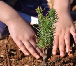 Gözümüzü Boyamak İçin Ağaçlandırma Yapacaklar!