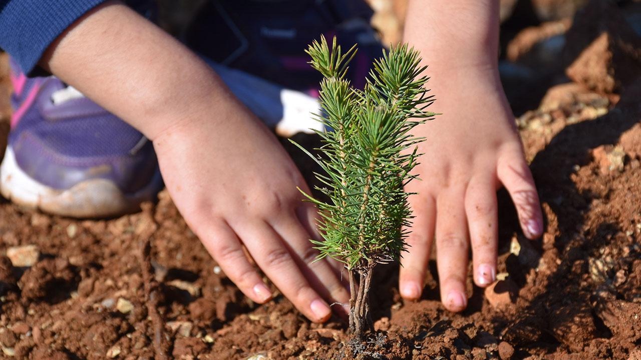Gözümüzü Boyamak İçin Ağaçlandırma Yapacaklar!