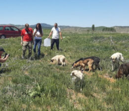 BİR YILDIR TÜRKİYE’Yİ UNUTAN NETWORK FOR ANIMALS’TAN HALA HABER YOK!