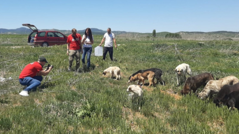 BİR YILDIR TÜRKİYE’Yİ UNUTAN NETWORK FOR ANIMALS’TAN HALA HABER YOK!