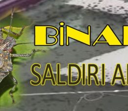 Kahverengi Kokarca Alarmı!