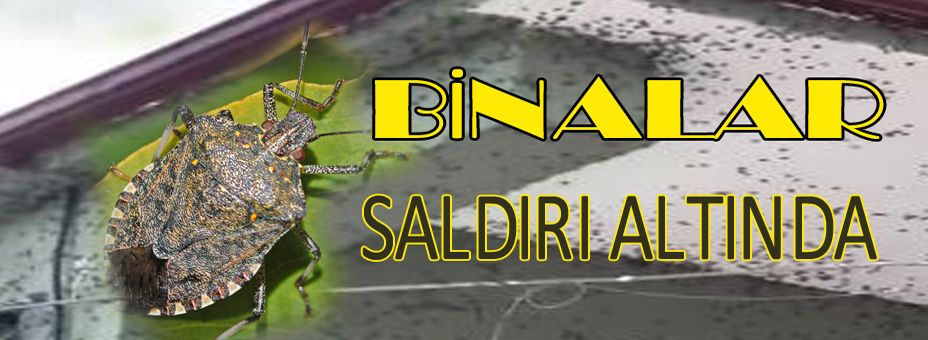 Kahverengi Kokarca Alarmı!