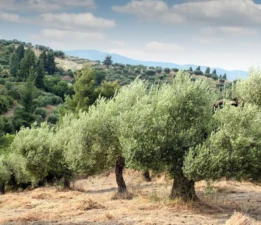“Su, Zeytin ve Ormanı Çalıyorlar!”
