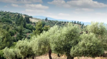 “Su, Zeytin ve Ormanı Çalıyorlar!”