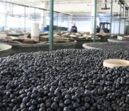 Marmarabirlik Önünde Zeytin Fiyatlarına Sert Tepki: “Çiftçiye Zulmetmeyin!”