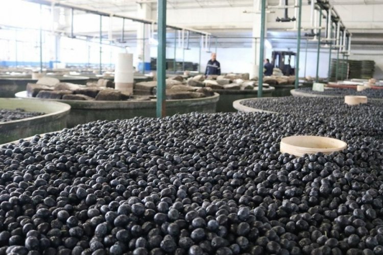 Marmarabirlik Önünde Zeytin Fiyatlarına Sert Tepki: “Çiftçiye Zulmetmeyin!”