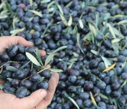 İznikli Çiftçinin Sorunu Sadece Marmarabirlik Fiyatlarının Düşüklüğü Değil!