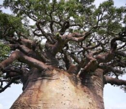 “Bursa İçin Alternatif Ekolojik Modeller Gündeme Alınmalı”