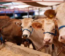 Anahtar Parti, Bursa’daki şap hastalığına dikkat çekti