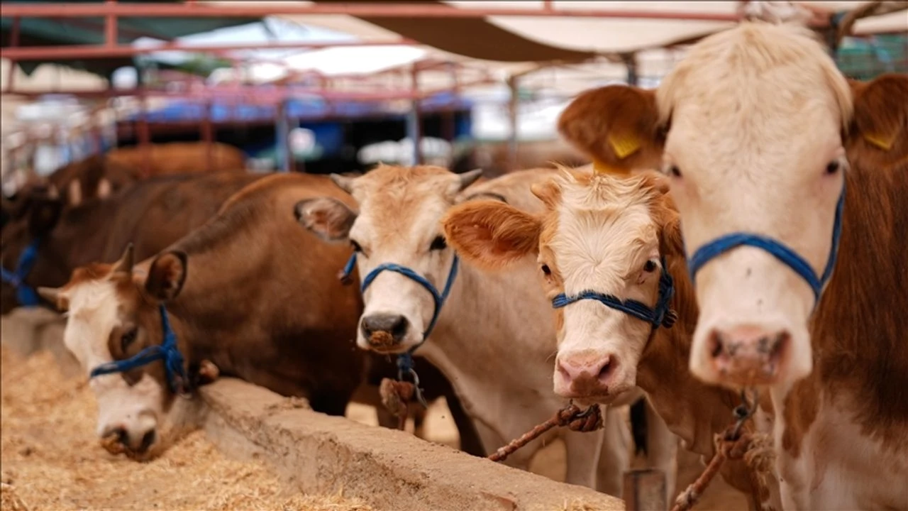Anahtar Parti, Bursa’daki şap hastalığına dikkat çekti