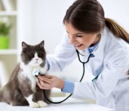 “Halk Sağlığı ve Hayvan Sağlığı Bizimle Güvende, Ama Biz Güvencesiziz!”