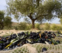 “Zeytin Üreticisi Ne Marmarabirliğe Ne de Tüccara Mahkûm Edilmemelidir!”