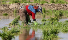 Karacabey’de Çeltik Ekimi Yasağı: Kuraklık Nedeniyle Zorunlu Adım