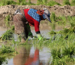 Karacabey’de Çeltik Ekimi Yasağı: Kuraklık Nedeniyle Zorunlu Adım